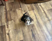 Cruz, a male Morkie for sale in Birch Tree, MO – Photo 3 of 5