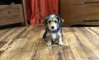 Cruz, a male Morkie for sale in Birch Tree, MO – Photo 5 of 5