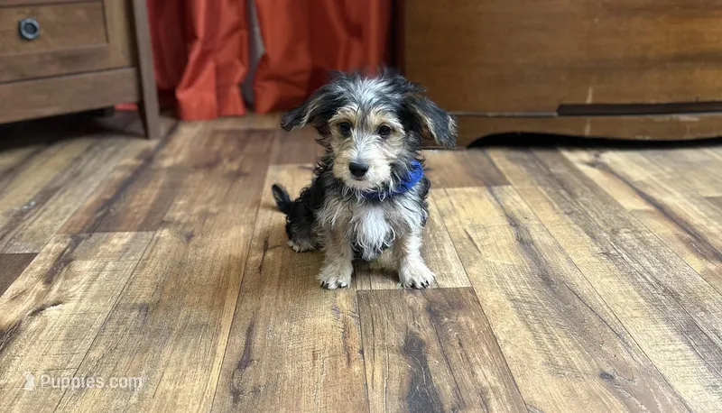 Cruz – Morkie puppy for sale in Birch Tree, MO
