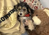 Cruz, a male Morkie for sale in Birch Tree, MO – Photo 3 of 6