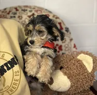 Cruz, a male Morkie for sale in Birch Tree, MO – Photo 5 of 6