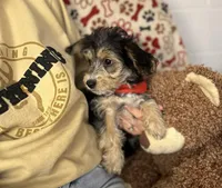 Cruz, a male Morkie for sale in Birch Tree, MO – Photo 2 of 6