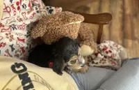 Cruz, a male Morkie for sale in Birch Tree, MO – Photo 6 of 6