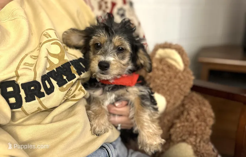 Cruz – Morkie puppy for sale in Birch Tree, MO