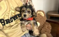 Cruz, a male Morkie for sale in Birch Tree, MO – Photo 1 of 6