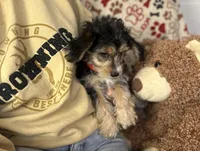 Cruz, a male Morkie for sale in Birch Tree, MO – Photo 4 of 6