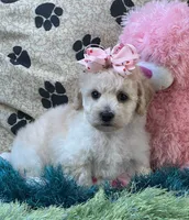 Zoomer, a female Bichpoo for sale in Birch Tree, MO – 9 of 10