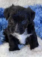 Twiggy, a male Yorkipoo for sale in Birch Tree, MO – 1 of 9