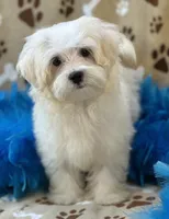 Chip, a male Maltese for sale in Birch Tree, MO – 9 of 10