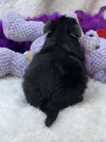 Sweet Cookie, a female Morkie for sale in Birch Tree, MO – 4 of 10