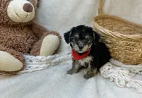 Biscuit , a male Morkie for sale in Birch Tree, MO – 3 of 5