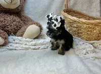 Muffin , a female Morkie for sale in Birch Tree, MO – 2 of 5