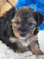 Tonka, a male Yorkipoo for sale in Birch Tree, MO – 9 of 10