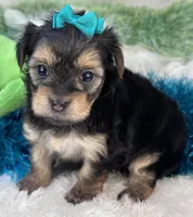 Harmony, a female Morkie for sale in Birch Tree, MO – 10 of 10