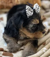 Handsome Boomer, a male Yorkipoo for sale in Birch Tree, MO – 4 of 10