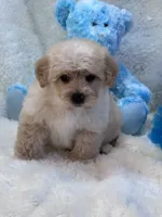 Lincoln, a male Morkie for sale in Birch Tree, MO – 8 of 10