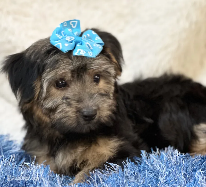 Gentle Ben – Yorkipoo puppy for sale in Birch Tree, MO