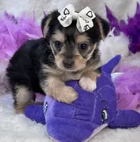 Melody, a female Morkie for sale in Birch Tree, MO – 10 of 10