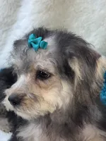 Dylan, a male Morkie for sale in Birch Tree, MO – 4 of 10