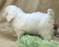 Buttercup, a male Maltipoo for sale in Birch Tree, MO – 2 of 10
