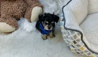 Taco , a male Morkie for sale in Birch Tree, MO – 3 of 5