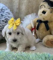 Franklin, a male Maltipoo for sale in Birch Tree, MO – 10 of 10