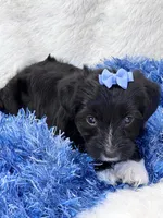 Twiggy, a male Yorkipoo for sale in Birch Tree, MO – 8 of 9
