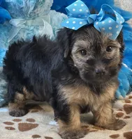 Gentle Ben, a male Yorkipoo for sale in Birch Tree, MO – 8 of 10