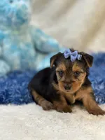 Gator, a male Morkie for sale in Birch Tree, MO – 4 of 9