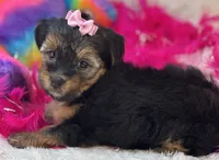 Sadie Mae, a female Yorkipoo for sale in Birch Tree, MO – 4 of 10