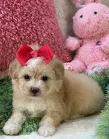 Mela, a female Maltipoo for sale in Birch Tree, MO – 6 of 7