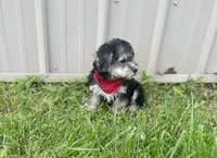 Biscuit , a male Morkie for sale in Birch Tree, MO – 2 of 5
