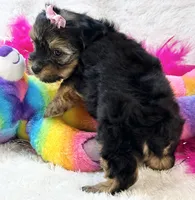 Sadie Mae, a female Yorkipoo for sale in Birch Tree, MO – 3 of 10