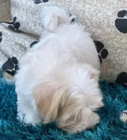 Barley, a male Maltipoo for sale in Birch Tree, MO – 5 of 10