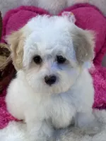 Skittles , a female Maltipoo for sale in Birch Tree, MO – 7 of 10