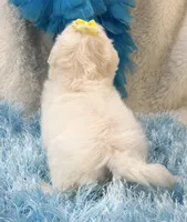 Camelot, a male Maltipoo for sale in Birch Tree, MO – 5 of 9