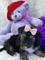 Twinkie, a female Yorkipoo for sale in Birch Tree, MO – 7 of 10