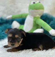 Bojangles, a male Morkie for sale in Birch Tree, MO – 3 of 10