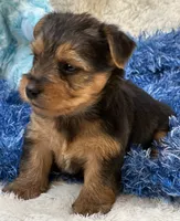 Gator, a male Morkie for sale in Birch Tree, MO – 5 of 9