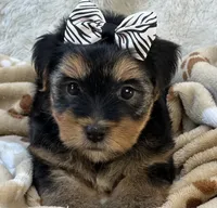 Handsome Boomer, a male Yorkipoo for sale in Birch Tree, MO – 10 of 10
