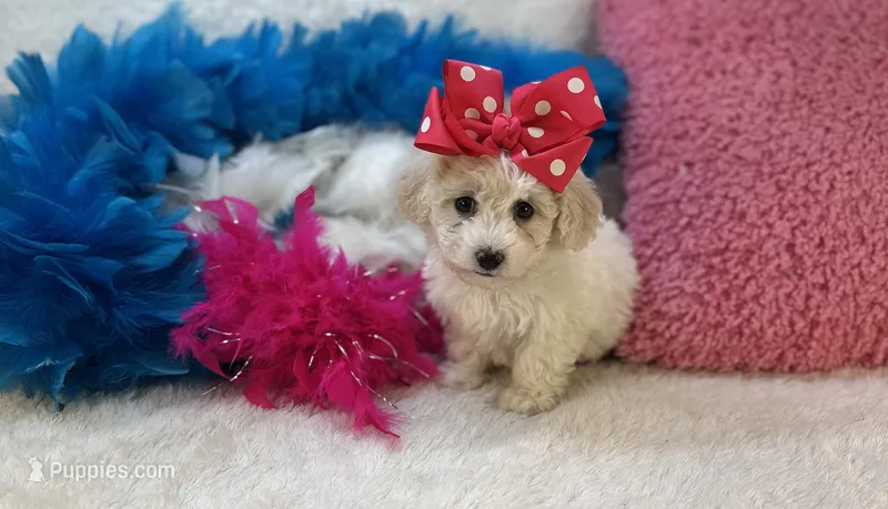 Ava Rose – Maltipoo puppy for sale in Birch Tree, MO
