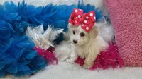 Ava Rose, a female Maltipoo for sale in Birch Tree, MO – Photo 2 of 5