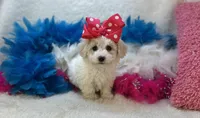 Ava Rose, a female Maltipoo for sale in Birch Tree, MO – Photo 4 of 5