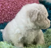 Lady   Bug , a female Maltipoo for sale in Birch Tree, MO – 9 of 10