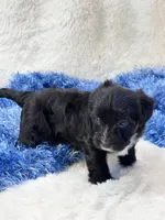 Twiggy, a male Yorkipoo for sale in Birch Tree, MO – 6 of 9