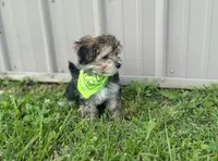 Titus , a male Morkie for sale in Birch Tree, MO – 3 of 6
