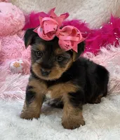 Porsha, a female Morkie for sale in Birch Tree, MO – 1 of 10