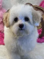 Skittles , a female Maltipoo for sale in Birch Tree, MO – 4 of 10