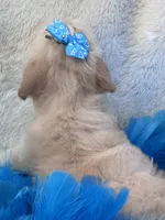 Magnum, a female Maltipoo for sale in Birch Tree, MO – 9 of 9