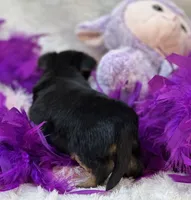 Tinker, a female Morkie for sale in Birch Tree, MO – 9 of 10